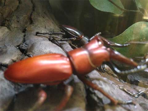 いっぱい集めたのに、どっかいっちゃったシリーズ