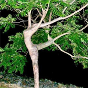 驚きの踊る木