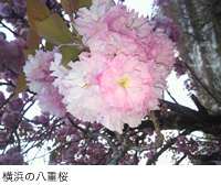 横浜の八重桜